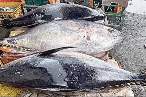 பாம்பன் மீனவரின் தூண்டிலில் சிக்கிய 3 ராட்சத சூரை மீன்கள்
