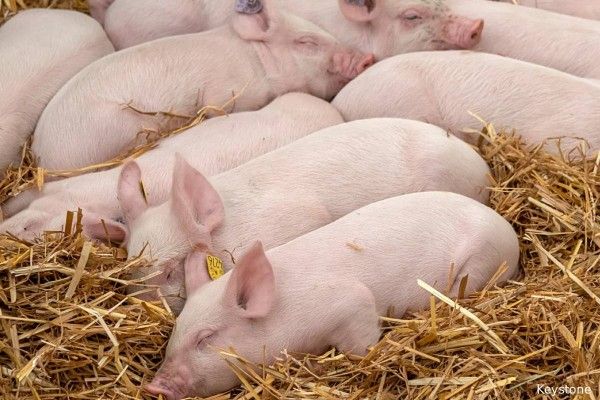 சுவிட்சர்லாந்தில் கால்நடைகளிடையே பரவும் தொற்று