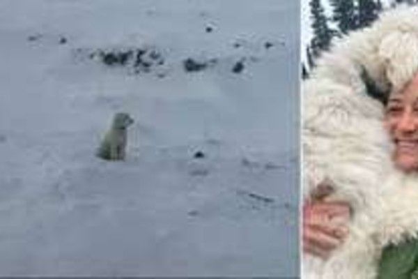 அலாஸ்கா பனிச்சரிவு: 50 மணி நேரத்திற்குப் பிறகு லூலூ நாய்க்குட்டி மீட்பு