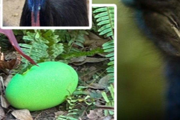 “பச்சை” முட்டையிட்டது டைனோசர் வாரிசு