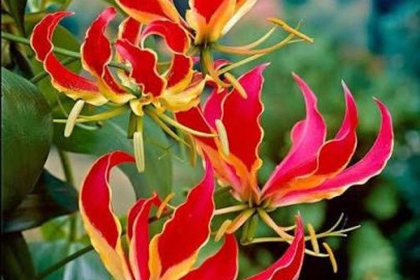 நினைவு வணக்கம்