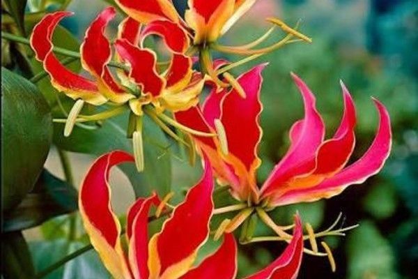 நினைவு வணக்கம் 