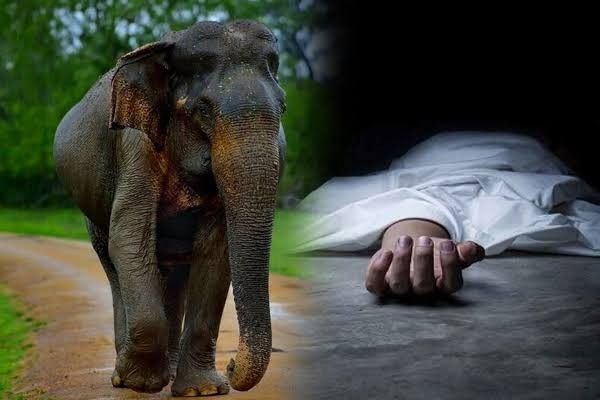 சீகிரியாவில் காட்டு யானை தாக்குதலுக்கு இலக்காகி முதியவர் பலி!