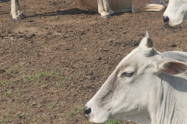  மாதவனை மேய்ச்சல் தரை பிரச்சினைக்கு உடனடி நிரந்தரத் தீர்வு அவசியம் !