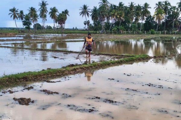 தம்பலகாமத்தில் பெரும் போக நெற்செய்கைக்காக வயல் நிலங்களைத் தயார்படுத்தும் விவசாயிகள்!