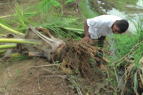 அம்பாறை - திகாவாபி பகுதியில் காட்டு யானைகளின் நடமாட்டம்!