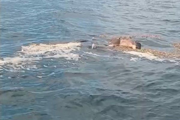   முகத்துவாரம் கடற்பரப்பில்  சடலம் மீட்பு