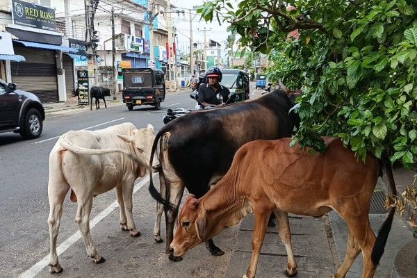 திருமலை பேருந்து நிலையத்தில் கட்டாக்காலி மாடுகளின் அட்டகாசம்!