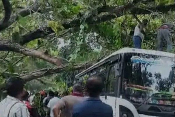  மரமொன்று சரிந்து வீழ்ந்து 7 வாகனங்கள் சேதம்